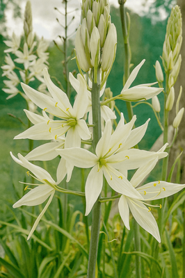 Ixia viridiflora, Perennial Flowers | Crafted Earth
